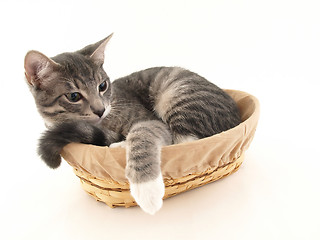 Image showing Buster in a Basket