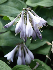 Image showing Hosta Blossoms