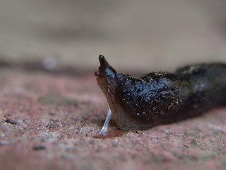 Image showing Slug