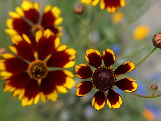 Image showing Plains Coreopsis