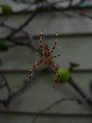 Image showing Orb-Weaver Spider
