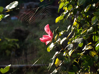 Image showing Pink Rose and Spiderweb