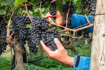 Image showing a vineyard red grapes harvest