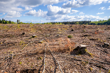 Image showing cleared forest outdoor scenery south Germany