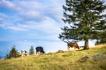 Image showing some cows in the meadow