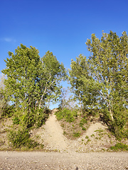 Image showing bushes and sky nature background