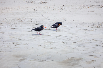 Image showing two oystercatcher on the beach