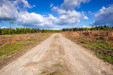 Image showing cleared forest outdoor scenery south Germany