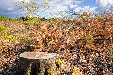 Image showing cleared forest outdoor scenery south Germany