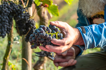 Image showing a vineyard red grapes harvest