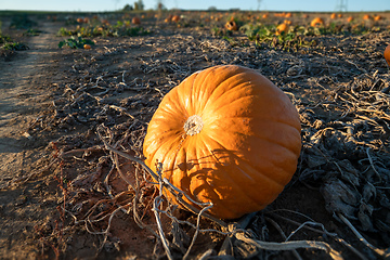 Image showing typical field of pumpkin