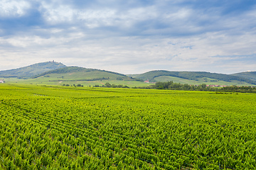 Image showing vineyard at Castle Hochkoenigsburg Alsace France