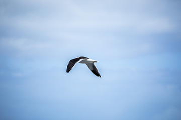 Image showing seagull bird in the sky