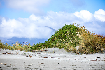 Image showing green dune at the beach background