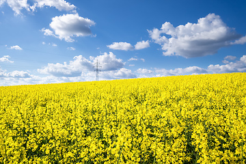 Image showing rape field spring background