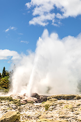 Image showing Geyser in New Zealand Rotorua