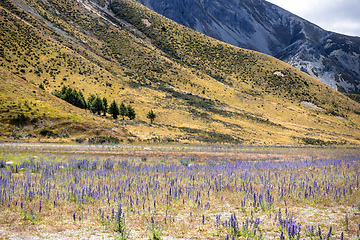 Image showing Landscape scenery in south New Zealand