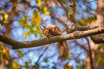 Image showing Squirrel on the branch