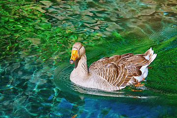 Image showing Goose on the Lake