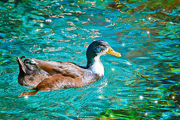 Image showing Swimming Male Duck