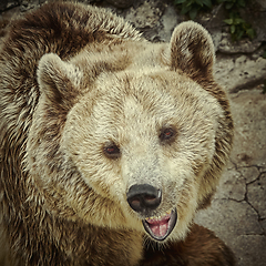 Image showing Portrait of bear