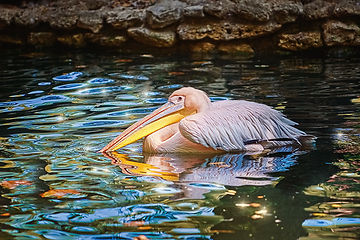 Image showing Pelican on the Pond