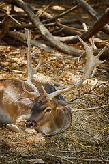 Image showing Portrait of a Deer