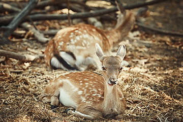 Image showing Portrait of a Young Deer