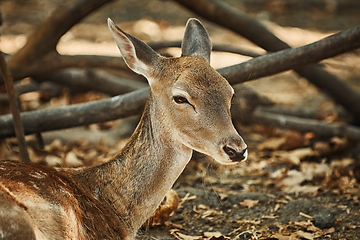 Image showing Portrait of a Young Deer