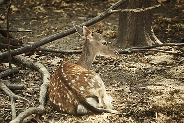 Image showing Portrait of a Young Deer