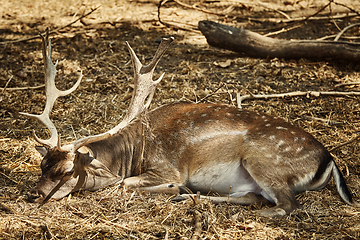 Image showing Portrait of a Deer