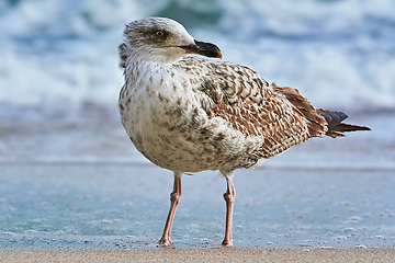 Image showing Seagull on the shore