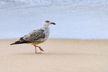 Image showing Fledgling of gull