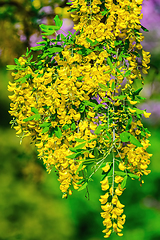 Image showing Common Laburnum Flowers