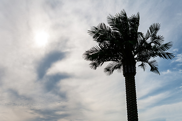 Image showing Palm tree against the sky.