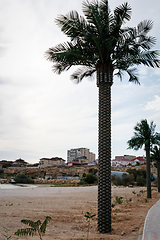 Image showing Palm tree against the sky.