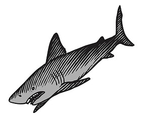 Image showing Shark