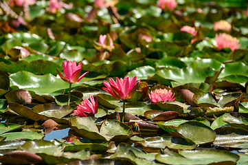 Image showing Red water lily AKA Nymphaea alba f. rosea in a lake