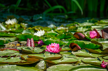 Image showing Red water lily AKA Nymphaea alba f. rosea in a lake