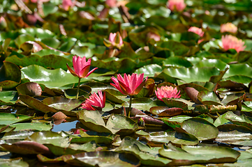 Image showing Red water lily AKA Nymphaea alba f. rosea in a lake