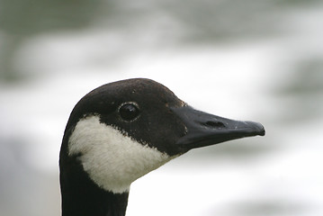 Image showing Canada goose