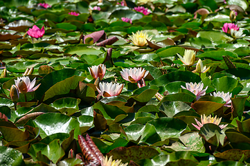 Image showing Red water lily AKA Nymphaea alba f. rosea in a lake
