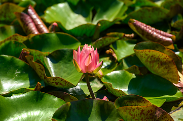 Image showing Red water lily AKA Nymphaea alba f. rosea in a lake