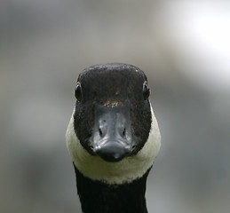 Image showing Canada goose