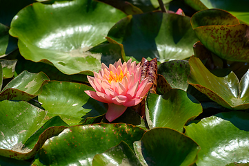 Image showing Red water lily AKA Nymphaea alba f. rosea in a lake
