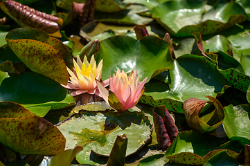 Image showing Red water lily AKA Nymphaea alba f. rosea in a lake