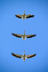 Image showing Pelicans flying right above in the blue sky