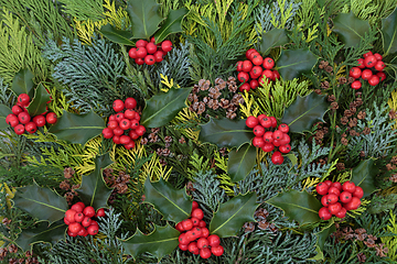 Image showing Holly Berry and Cedar Cypress Fir Background  