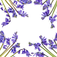 Image showing Bluebell Wildflower Abstract Background Border