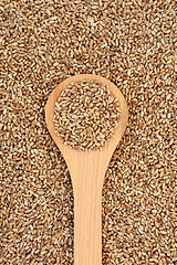 Image showing Healthy Mulika Wheat Berries